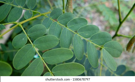 Moringa Oleifera Leaves Or Drumstick Leaf Isolated On White Background Use As Ingredient In Hair Dandruff Shampoo Product To Soothe Itchy, Flaky And Irritated Scalp And Dry And Is A Medicine Herb