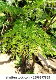 Moringa Oleifera Leaves Indian Sajna Leaves Stock Photo 1399197935 ...