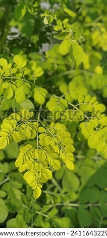 moringa oleifera leaves miracle of tree is superfoods with many addictive substance (phytonutrient) which is good for the body. Medicinal Plant (daun kelor) Natural. bokeh. Macro selective focus
