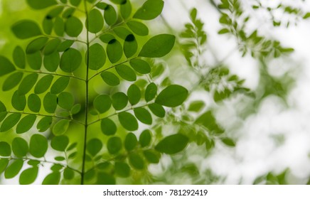 Moringa oleifera, Moringa leaves on tree