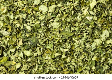 Moringa oleifera with many benefits, vitamins, minerals and multiple medicinal properties for the body - Shutterstock ID 1944640609