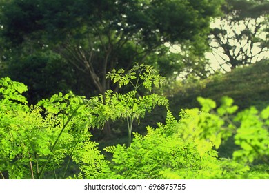 Moringa Oleifera Outdoor Picture