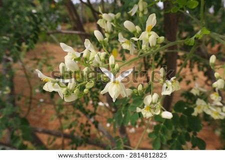 Moringa oleifera is recognised as an excellent source of phytochemicals