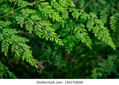 Moringa Oleifera Tree Background Stock Photo 1561718260 | Shutterstock