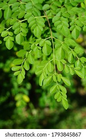 Moringa Oleifera Tree Bali Drumstick Tree Stock Photo 1793845867 ...