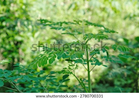 Moringa oleifera tree grows tall and lush in the garden. Superfood Herbal Plant for Natural Organic Medicine, highly nutritious leaves.