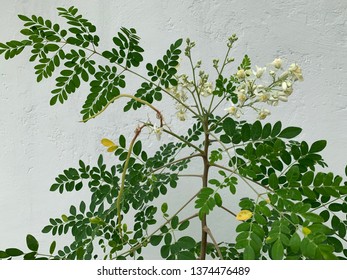 Moringa Plant, On White Background