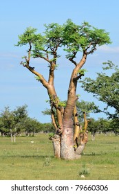 moringa tree in african savanna,Namibia,Etosha park