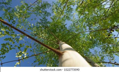 Moringa Tree And Blue Sky 