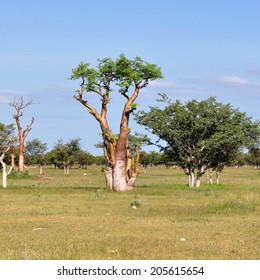 moringa tree in Etosha national park