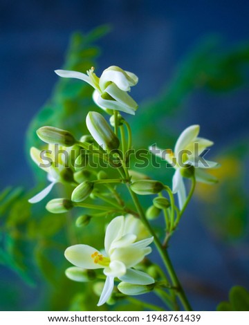 Moringa tree flowers. Radish or Kalamunggay, Thigh, Moringa oleifera. Moringa vegetable flowers are quite beautiful when they are in bloom. This flower is bitter when eaten.