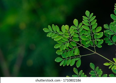 Moringa Tree Fresh Leaf Background 