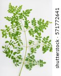 Moringa tree leafs also known as miracle tree, one of the worlds best antioxidants