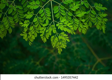 The Moringa Tree Leaves Background