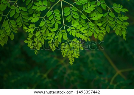 the moringa tree leaves background