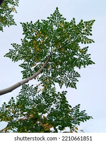 Moringa Trees That Grow Tall In The Yard, Plants Or Moringa Leaves Contain Lots Of Vitamins And Nutrients More Than Vegetables And Fruits.