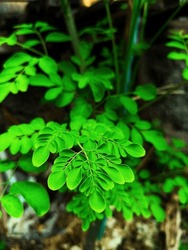 Moringa Is A Type Of Local Medicinal Plant Originating From India And Is Already Familiar To Tropical And Subtropical Countries.