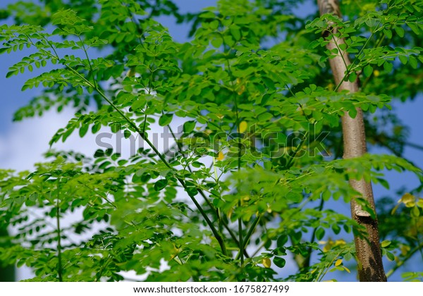 Moringa is a type of plant from the Moringaceae tribe.\
This plant is known by other names such as: moringa, ben-oil,\
drumstick, horseradish tree. Moringa are believed to have\
properties for health. 