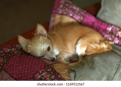 240 Morkie dog Images, Stock Photos & Vectors | Shutterstock