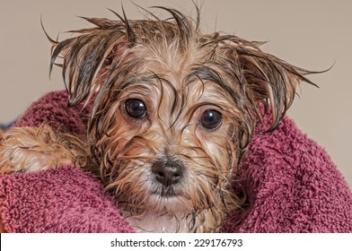 Morkie Puppy Getting Dry After His Bath