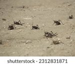 Mormon Cricket Swarm Crossing a Dirt Road, Sp. Anabrus Simplex