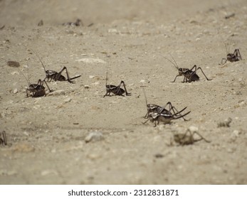 Mormon Cricket Swarm Crossing a Dirt Road, Sp. Anabrus Simplex