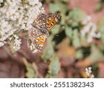 
Mormon Metalmark Apodemia mormo butterfly