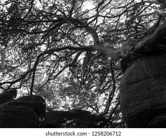 Morning Adventure At Nielsen Park, Sydney, NSW