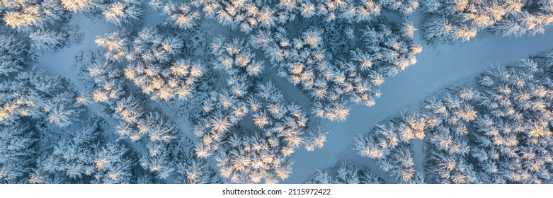 Morning aerial view of the winter forest. Top view of snow-covered larch trees. Beautiful northern nature. Ski track in the winter forest. Outdoor activities and ecological tourism. Natural background - Powered by Shutterstock