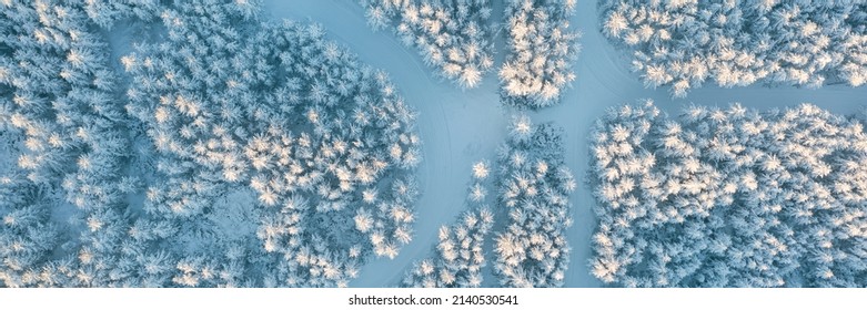 Morning aerial view of the winter forest. Top view of snow-covered larch trees. Beautiful northern nature. Ski trails in the winter forest. Ecological tourism in the woodland. Wide natural background.