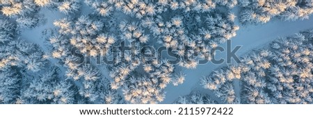 Morning aerial view of the winter forest. Top view of snow-covered larch trees. Beautiful northern nature. Ski track in the winter forest. Outdoor activities and ecological tourism. Natural background