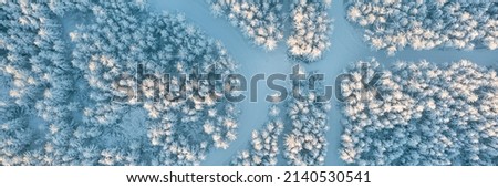 Morning aerial view of the winter forest. Top view of snow-covered larch trees. Beautiful northern nature. Ski trails in the winter forest. Ecological tourism in the woodland. Wide natural background.