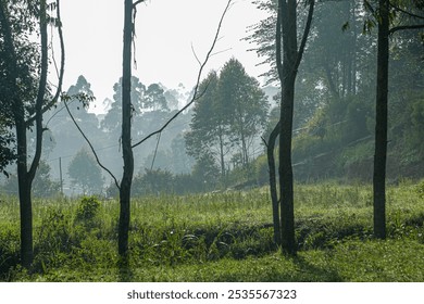 Morning atmosphere in the mountains in West Java.