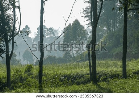 Morning atmosphere in the mountains in West Java.