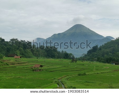 Morning atmosphere in rice fields located in Mojokerto Regency, Indonesia with a backdrop of Mount Penanggungan scenery