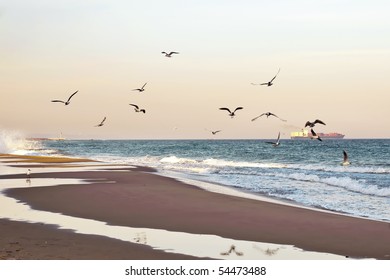 morning beach and lighthouse and  seagull