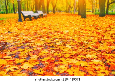 Morning blur in autumn park. Orange red maple leaves. Yellow forest tree on background. Fall season nature scene beauty. Bench alley in city garden. Path in woods, scenery in sun street Blurry bokeh - Shutterstock ID 2194419371