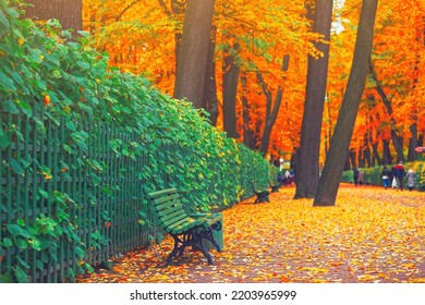 Morning blur in autumn park. Orange red green leaves. Yellow forest tree on background. Fall season nature scene beauty Bench alley in city garden Path in woods, scenery day in sun street Blurry bokeh