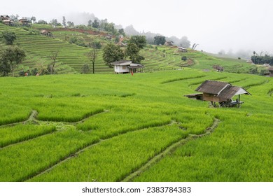 Morning cloud fog or mist over the agriculture field. Misty in Terraced rice field, Pa Bong Piang Rice Terraces in Chiang Mai, Thailand. White mist in the rice fields - Powered by Shutterstock