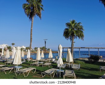 Morning in Cyprus in Protaras. Stacked sun loungers, round tables nearby and covered sun umbrellas, standing on the grass on the seashore, around a palm tree against a bright blue cloudless sky.