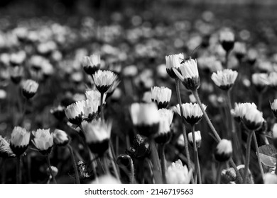 3,213 Closed Daisy Images, Stock Photos & Vectors | Shutterstock