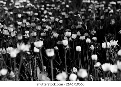 3,213 Closed Daisy Images, Stock Photos & Vectors | Shutterstock