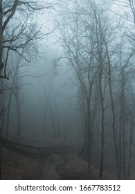 Morning Dark Rainy Foggy Scary Forest Stock Photo 1667783512 | Shutterstock