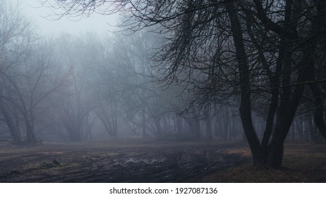 Morning in a dark rainy foggy scary forest