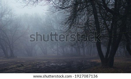 Morning in a dark rainy foggy scary forest