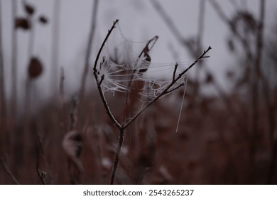 Morning dew adorns a fragile spider web stretched across a small branch in a muted, foggy setting, capturing the serene beauty of early dawn. - Powered by Shutterstock