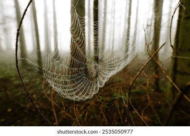 Morning dew or condensation covered spider web on forest twigs during autumn. Close up macro shot, no people - Powered by Shutterstock