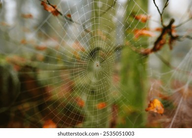 Morning dew or condensation covered spider web on forest twigs during autumn. Close up macro shot, no people. - Powered by Shutterstock