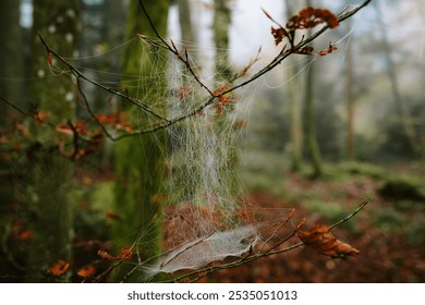 Morning dew or condensation covered spider web on forest twigs during autumn. Close up macro shot, no people. - Powered by Shutterstock