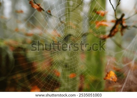 Similar – Image, Stock Photo morning walk Human being